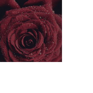 fulanah bint fulan profile icon