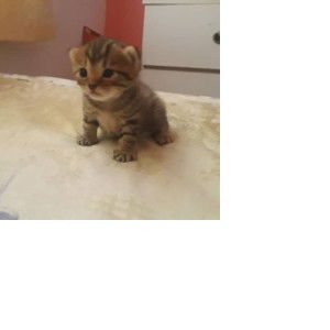 mom to be profile icon