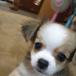 Sabee Boo profile icon