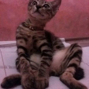 Rizka FitRia Lubis profile icon