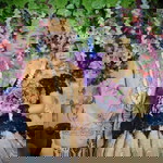 Amalia Ridha Pratama profile icon