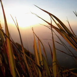 arum elia profile icon