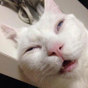 Yaw Yaw profile icon