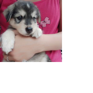 ayah rey profile icon