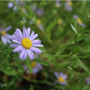 Indah Noor profile icon