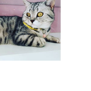 yingkan Kiki profile icon