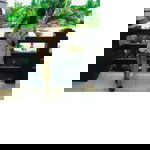 Cyrah San Juan profile icon