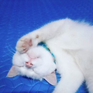 Hương Hoa profile icon