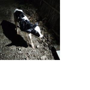 Balu Jadhav profile icon