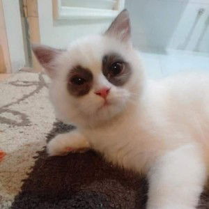 Kai Apichaya profile icon