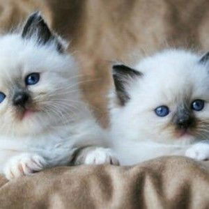 ยัยตัวยุ่ง ยัยจอมป่วน profile icon