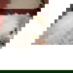 F profile icon