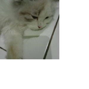 Eva Ahya profile icon