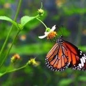 สุวรรณี เทือนประโคน profile icon