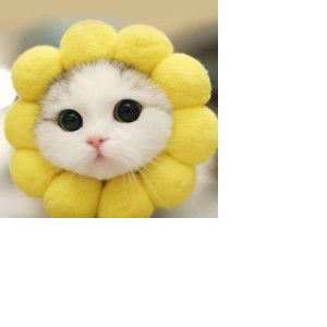 ployrat profile icon