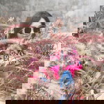 Anchalee Thorapongphan profile icon