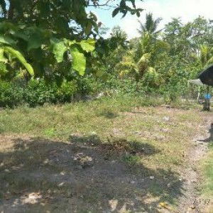 Alya Amelia profile icon