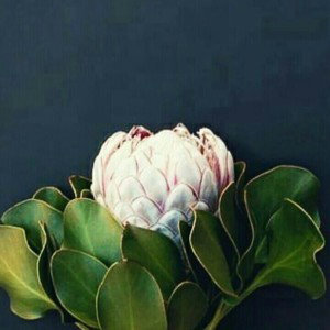 Thúy Ng profile icon