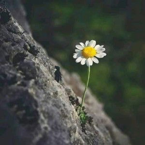 Quỳnh Trang profile icon