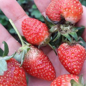 Feny rosita profile icon