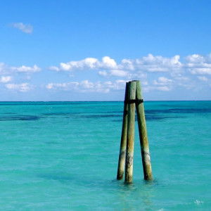 Kodok Kecil profile icon