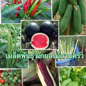 เมล็ดผักผลไม้สวนครัว พื้นบ้าน profile icon