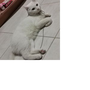 แม่แมว profile icon