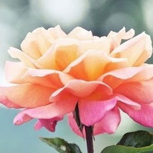 Lily Amirah profile icon