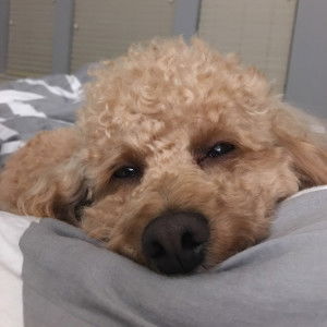 Bonnie Nguyen profile icon