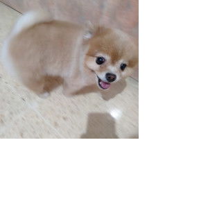 babyyakult profile icon