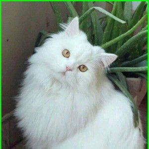 Laelatul Nurul Fiqhi profile icon