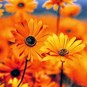 Maryam Jamilah profile icon