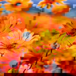 Maryam Jamilah profile icon