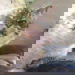 Beverly Chan profile icon