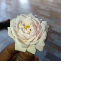 iis hadiatin profile icon