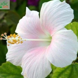 Hoa Bằng Lăng profile icon