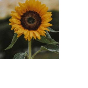 Sarri Kemala profile icon