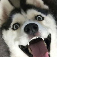 PIG GY ? profile icon