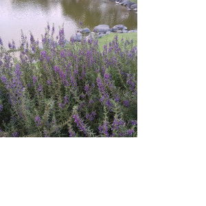 St.Amanah pujiharjo profile icon