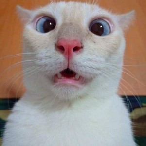 Dessy Rohma profile icon