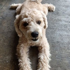 Jennylyn Dumaran profile icon