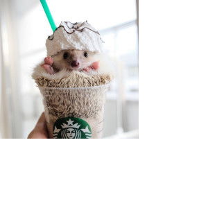 Garaked Nammon profile icon