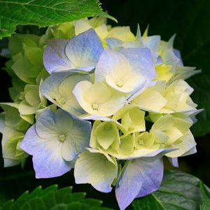 lenguyenlamthienly profile icon