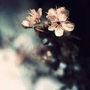 Angah Diyana profile icon