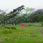 Narumol Iamthirakul profile icon