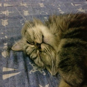 Amy Ermieza profile icon