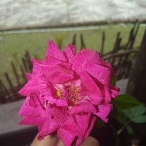 Icha Icha profile icon