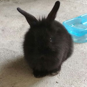 Dessy Imelda profile icon