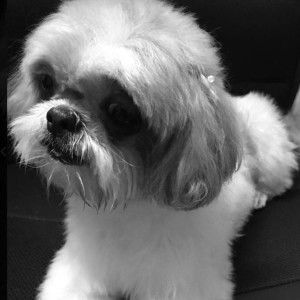 Watcharin Chow profile icon