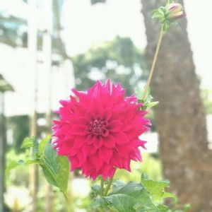 Yenni Marini samosir profile icon